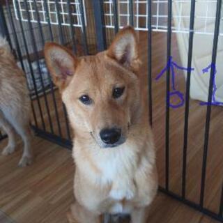 子犬  和犬ミックス  ３頭    10ヶ月 - 登別市