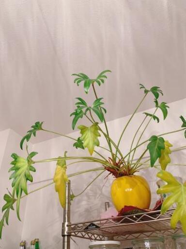 インテリア\n可愛い植木鉢3個セット！