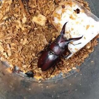 ノコギリクワガタのオスを貸します