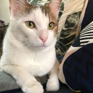 【募集中止】3〜4歳の甘ったれの男の子、ずっとの家族を募集中です！