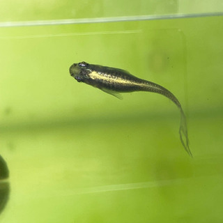 ヒレ長黒幹之の稚魚の画像