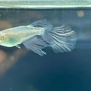 ヒレ長黒幹之の稚魚の画像