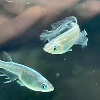 ヒレ長黒幹之の稚魚の画像