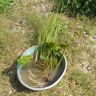 【完売のため予約受付中】ビオトーブ用　水辺植物　コウホネ　サンカ...