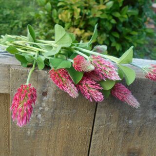 グランドカバー用　ガーデニング　クリムゾンクローバー　植物　花　...