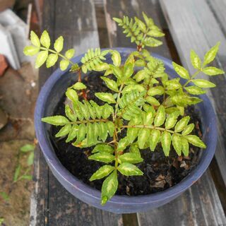 植物　山椒　ガーデニング　トゲあり　小　花　庭　園芸
