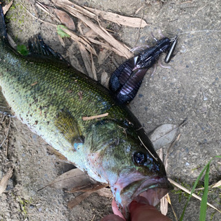 バス釣り仲間募集中