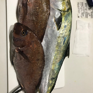 釣りサークル