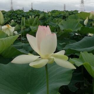 蓮の花鑑賞しませんか⁉️