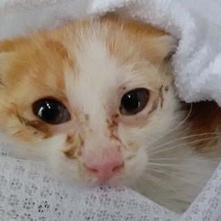 子猫、のんびり『水』くん家族が決まりました。