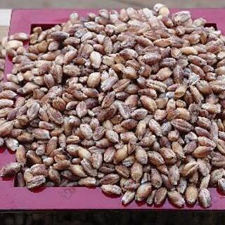 紫もち麦１kg(ダイシモチ)令和３年産　食べやすい８分精麦　今だ...