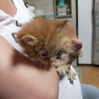 小猫