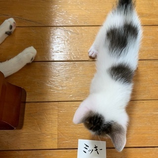 ミッキーマウスの模様の可愛い子猫。貰って下さい❣️