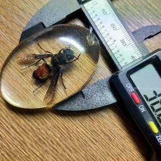 ハチ入ってます( ´艸｀)の画像