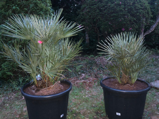 チャメロプスフミリスセリフェラ　シルバーブルー