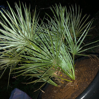 チャメロプスフミリスセリフェラ シルバーブルー