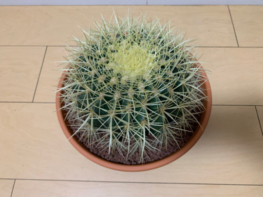 金鯱　サボテン