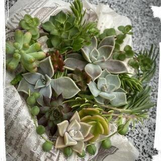 ぷくぷく多肉植物＊15種類+αカット苗＊多肉寄せ植え＊エケベリア