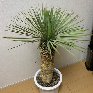 ユッカロストラータ