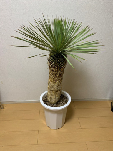 ユッカロストラータ　