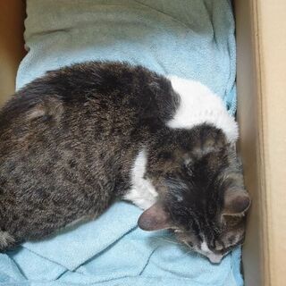 推定5歳オス
