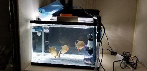 ピラニア　ナッテリーと飼育用具