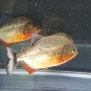 ピラニア　ナッテリーと飼育用具の画像