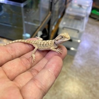 フトアゴヒゲトカゲベビー