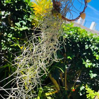 大人気💖ウスネオイデス☆スパニッシュモス☆育て方説明書付【再投稿】の画像