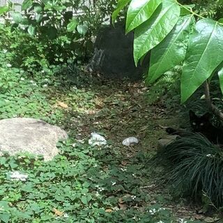 子猫の里親になってくれませんか？