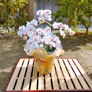 中古 造花の胡蝶蘭 消臭・抗菌効果
