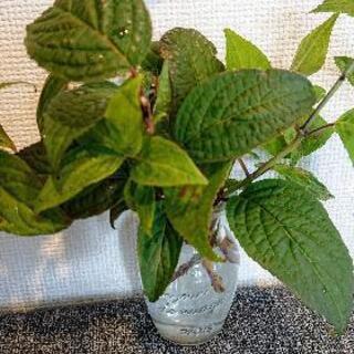 【譲渡決定】山アジサイ【剪定枝】♪の画像