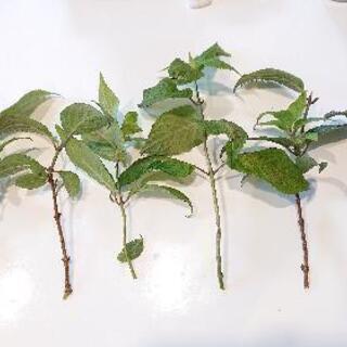 【譲渡決定】山アジサイ【剪定枝】♪の画像