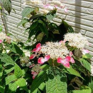 【譲渡決定】山アジサイ【剪定枝】♪