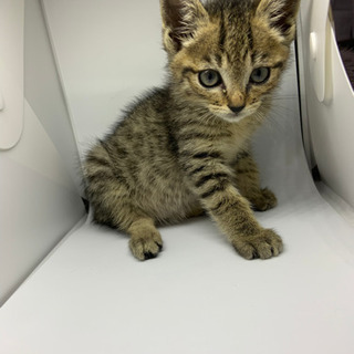 可愛いキジ猫ちゃん💕譲渡されました - 里親募集