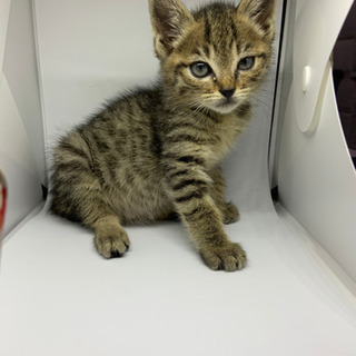可愛いキジ猫ちゃん💕譲渡されました − 大分県
