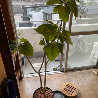 ウンベラータ大鉢