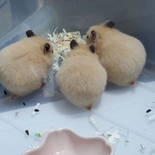 里親募集です・キンクマ(２ヶ月)オス・メス