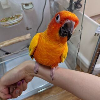 コガネメキシコインコ(交渉中)