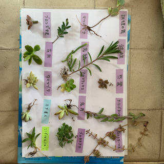 多肉植物☆15種の画像