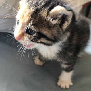 猫　生後1ヶ月
