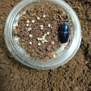 パプアキンイロクワガタ幼虫5匹