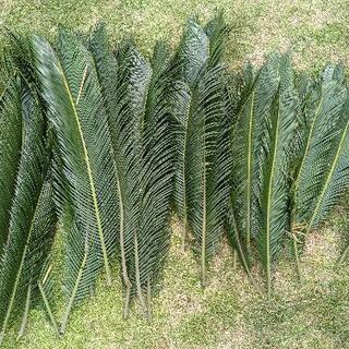 蘇鉄の葉っぱ🌿17日㈭まで