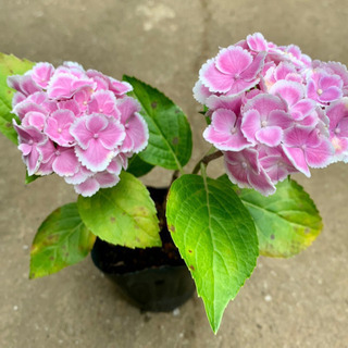 縁白ふりふり♪ 紫陽花 植物苗 希少 根つき 大人気