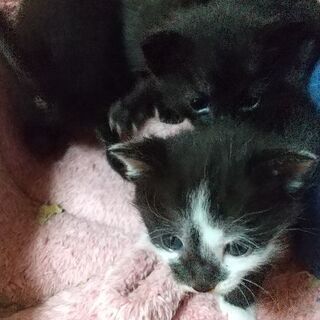 ５月２５日生まれ😸四ひきの子猫