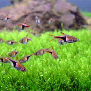 岐阜県 美濃加茂市の熱帯魚の中古が安い！激安で譲ります・無料