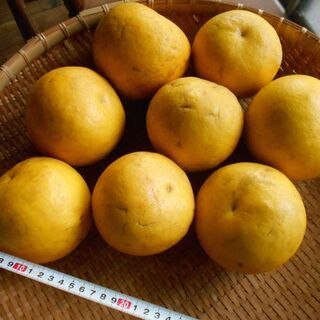 唐津　厳木産　無農薬　天然　甘ーい、甘夏　大玉　８個　