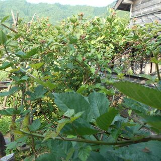 無人取引：ブラックベリー　いつでも可能　蔓分け　　
