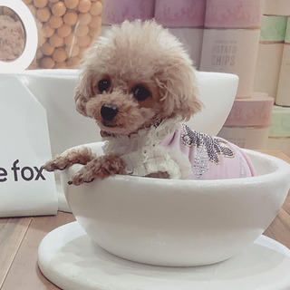 犬友になりませんか？