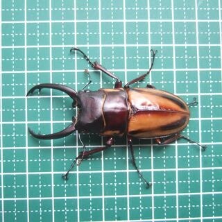 ファブリースノコギリクワガタ　タカクワイの画像